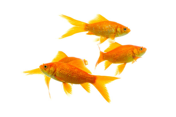 istock Gold fish Isolation on the white background. 1213933747