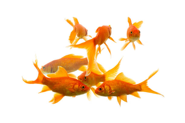 istock Gold fish Isolation on the white background. 1213933900