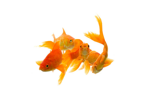 istock Gold fish Isolation on the white background. 1213933945