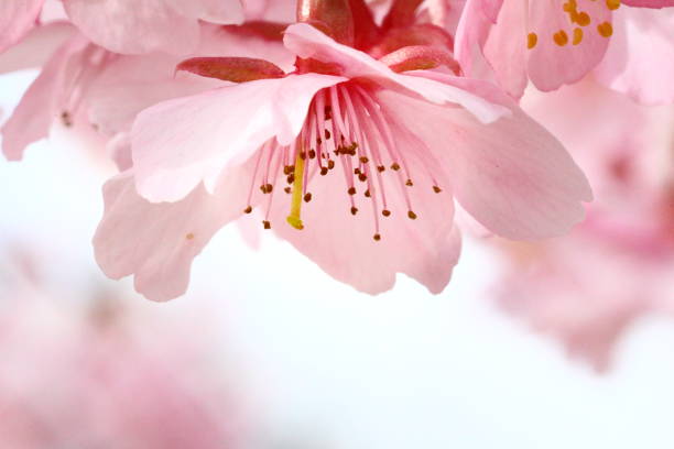istock Cherry blossoms in japan 1213934028