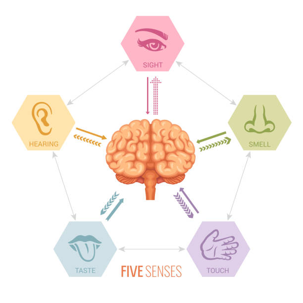 Human Brain And Sensory Perception Human brain and five senses vector brain receptor stock illustrations
