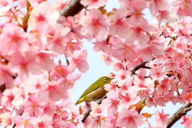 istock Cherry blossoms in japan 1213934057