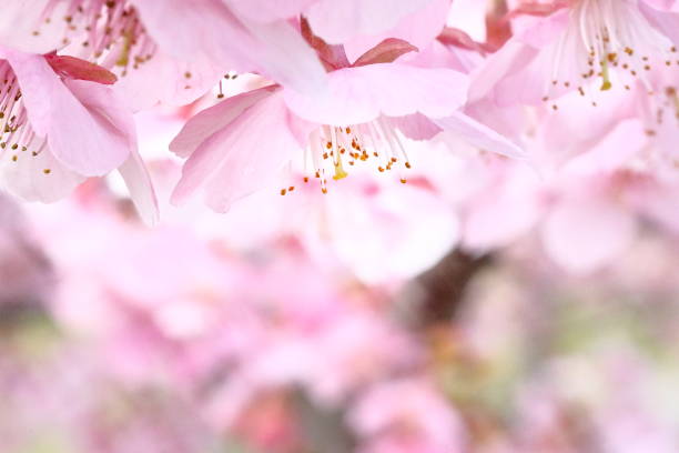 istock Cherry blossoms in japan 1213934058