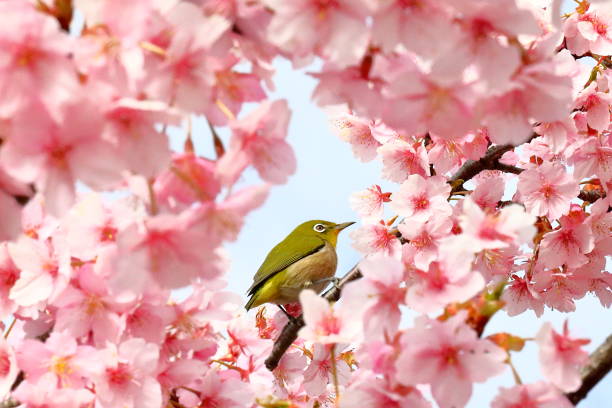 istock Cherry blossoms in japan 1213934583
