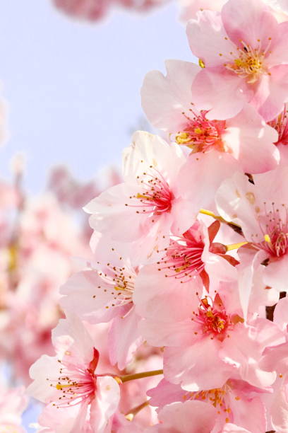 istock Cherry blossoms in japan 1213934645