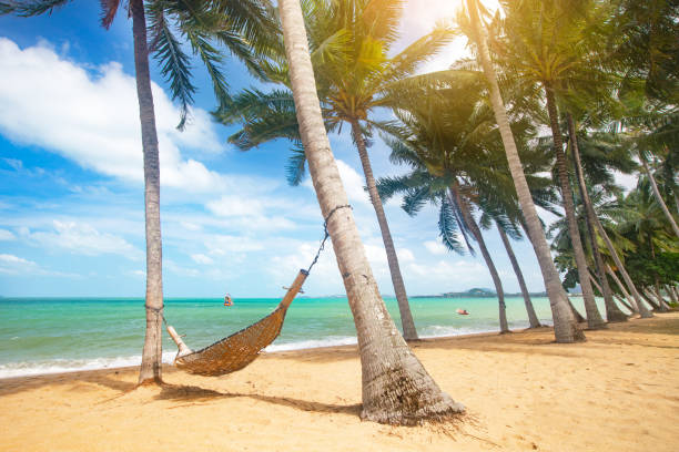 istock Beautiful tropical beach with coconut palm trees and hammock 1213935043
