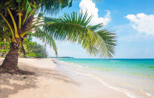istock beach and coconut palm trees 1213935159
