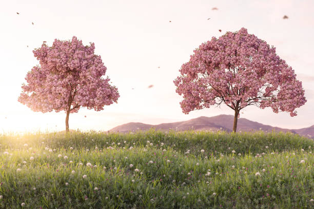 夕暮れ時の緑の草原に日本の桜の3dレンダリング - cherry tree fruit tree meadow spring ストックフォトと画像