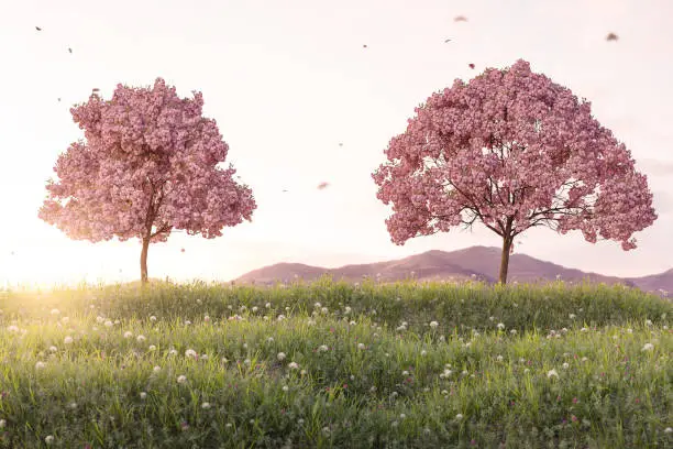 3D Rendering of japanese cherry trees on green meadow in the evening sunset