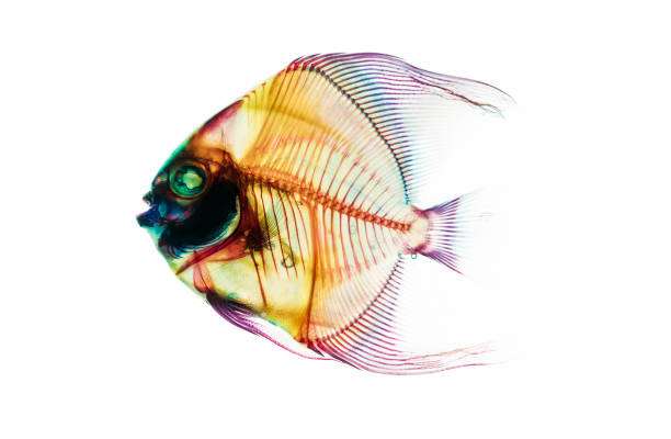 istock Fossil prehistoric deep ocean fish skeleton isolated on the white background. Science and Earth life evolution researching concept image. 1213935194