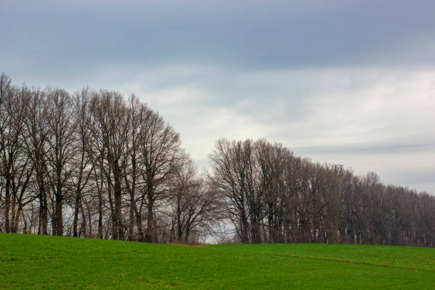 istock Rain clouds over fields and forest strip in spring. Great weather for growing wheat and crops. Agribusiness on a small meadow near the forest. 1213935255