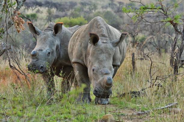 istock 2 massive rhinoceros walking through the savanna 1213935849