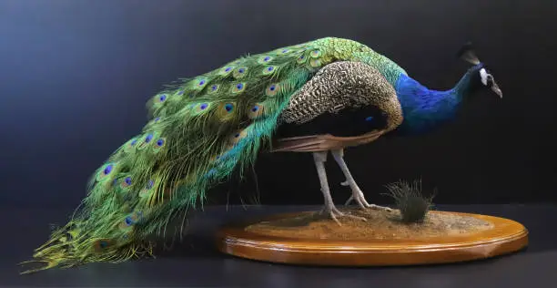 Photo of Closeup of a stuffed taxidermy peacock