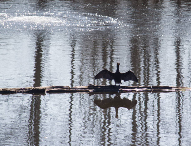 istock cormorant carving on log in pond 1213936402