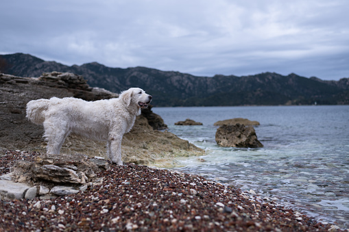 Large dog on the shore by the sea with a playful expression