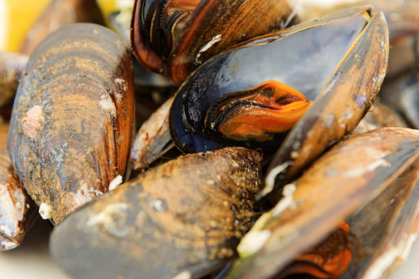 istock fresh cooked mussels served in a restaurant 1213937611