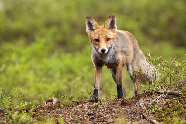 istock Front low angle view of a wild red fox standing on a horizon in mountains 1213938518