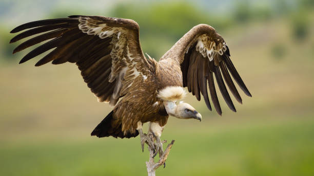 istock Griffon vulture landing on a perch with wings spread in summer 1213938634