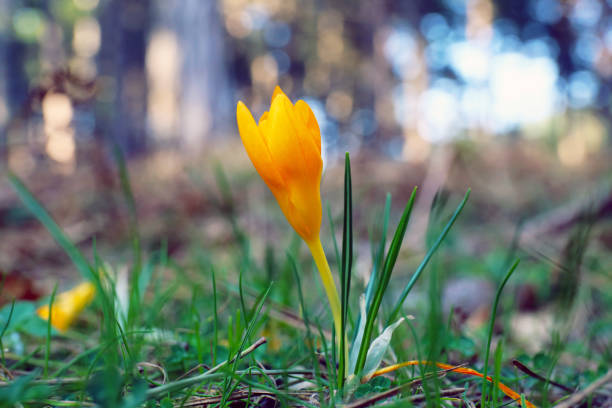 istock Yellow crocuses in spring garden 1213938759