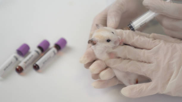istock Scientists test lab rat, mouse with syringe. Scientist and lab rat Back ground 1213938917