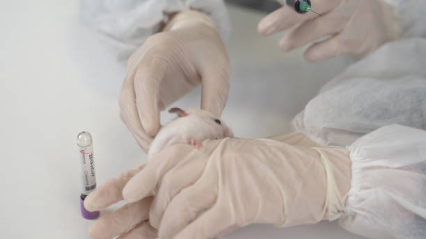 istock Scientists test lab rat, mouse with syringe. Scientist and lab rat Back ground. Coronavrius test tubes. 1213938930