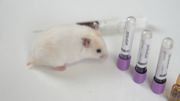 istock Scientists test lab rat, mouse with syringe. Scientist and lab rat Back ground. Coronavrius test tubes. 1213939459