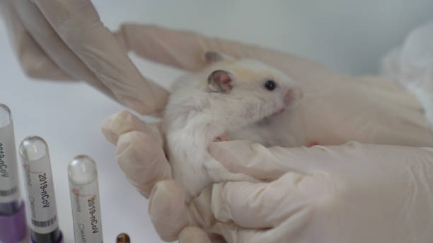 Scientists test lab rat, mouse with syringe. Scientist and lab rat Back ground. Coronavrius test tubes.