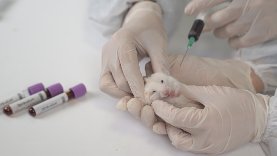 Los científicos prueban rata de laboratorio, ratón con jeringa. Científico y rata de laboratorio Back ground photo