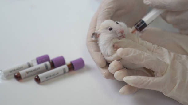istock Scientists test lab rat, mouse with syringe. Scientist and lab rat Back ground 1213939566