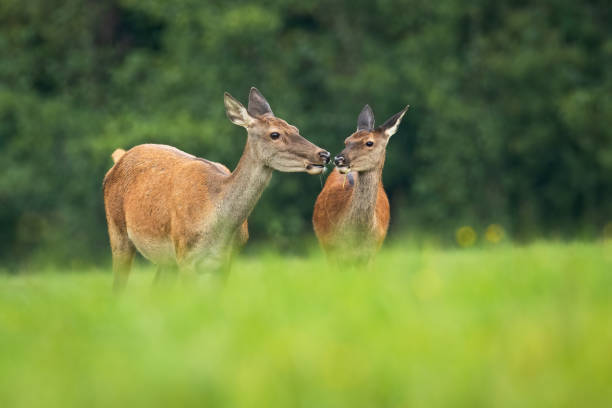 istock A pair of red deer touching with their noses while eating on the grassy meadow 1213939588