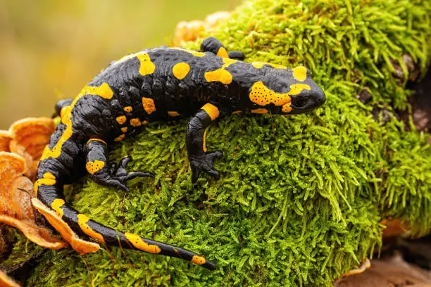 Top view of a whole fire salamander, salamandra salamandra, on wet moss and fungus in forest. Wild species of vertebrate with yellow spots and stripes on a black body.