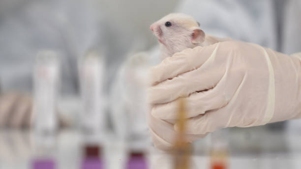 Lab Rat Pictures | Download Free Images on Unsplash