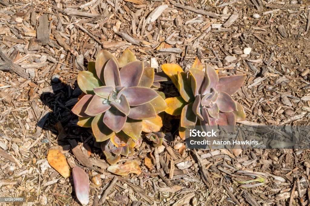 Vista de Top Down de La Planta Suculenta que crece en San Diego California - Foto de stock de Agricultura libre de derechos