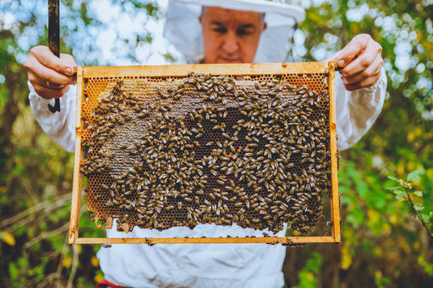 istock Beekeeper holding a frame of honeycomb 1213940935