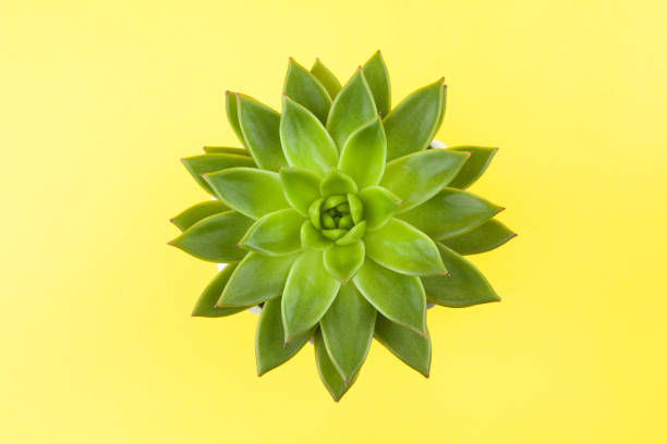 istock Trendy succulent Haworthia cymbiformis closeup on yellow background, copy space, flatly. For social media, poster, interior, blog, flower shop, packing overfilling. Home gardening concept. Horizontal 1213941068