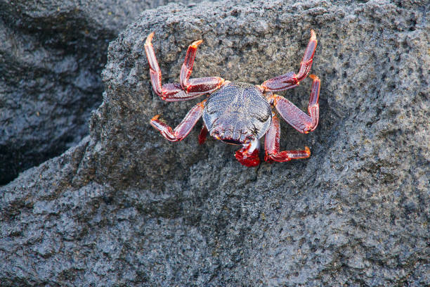Close-up of a red rock crab with burning eyes