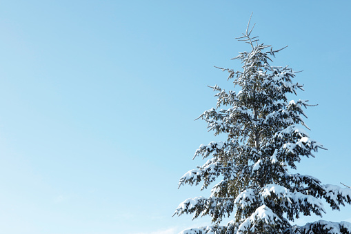 A big fir tree covered in snow on a blue sky background. Space for copy.