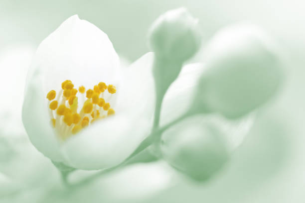 Jasmine blossom close-up Beautiful Jasmine blossom close-up. Shallow depth of field, space for copy on a defocused background. Toned in green image. winter jasmine stock pictures, royalty-free photos & images