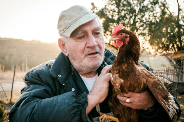 istock Senior Farmer holding chickens on farm 1213942347