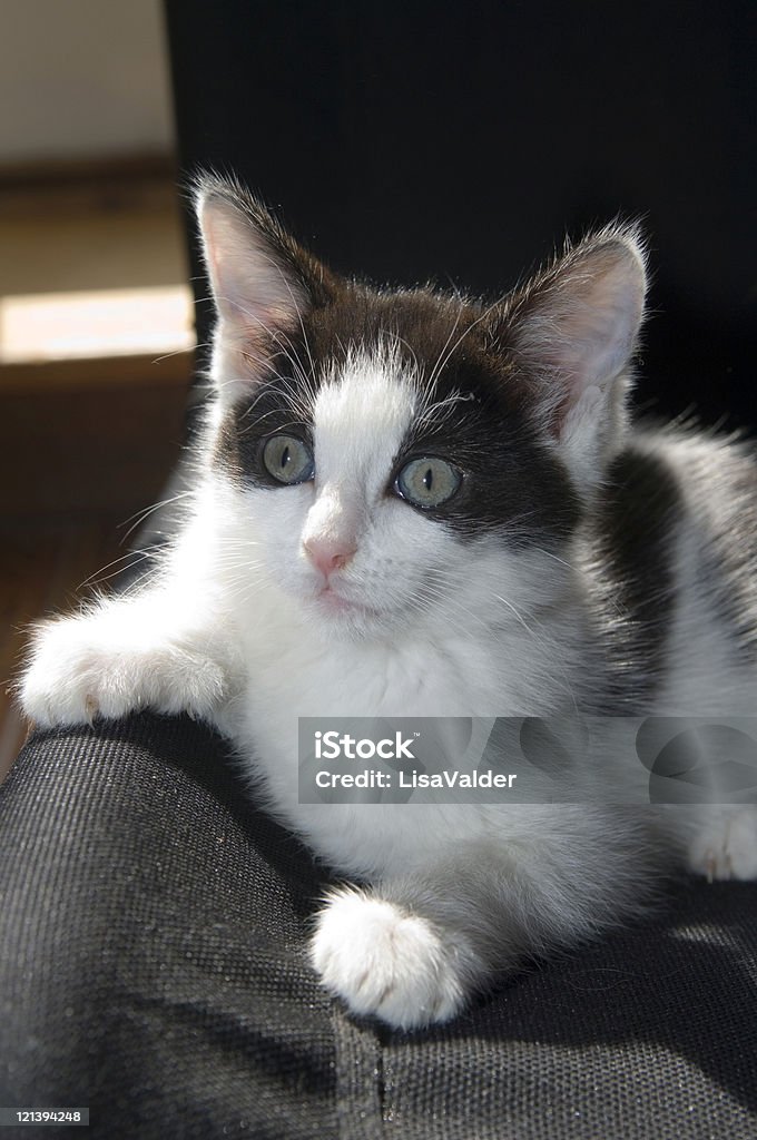 gatinho - Foto de stock de Americano de Pelo Curto royalty-free