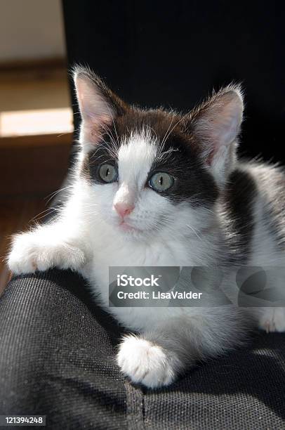 Котёнок — стоковые фотографии и другие картинки Американская короткошёрстная кошка - Американская короткошёрстная кошка, В профиль, Вертикальный