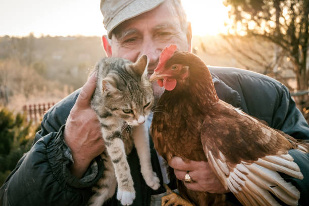 istock Senior Farmer holding chicken and cat  on farm 1213942791
