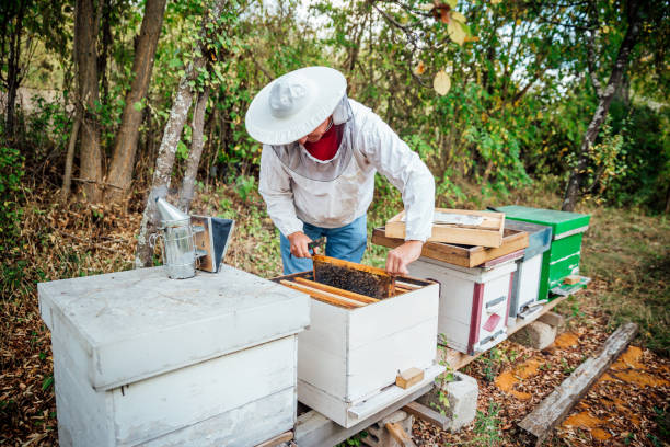 istock Bee keeper lifting shelf out of hive 1213944080