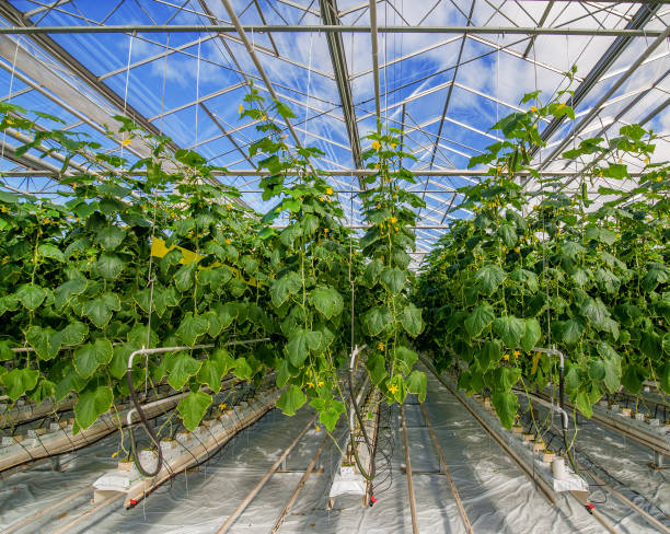 istock Green cucumber rows in modern greenhouse, top view 1213944210