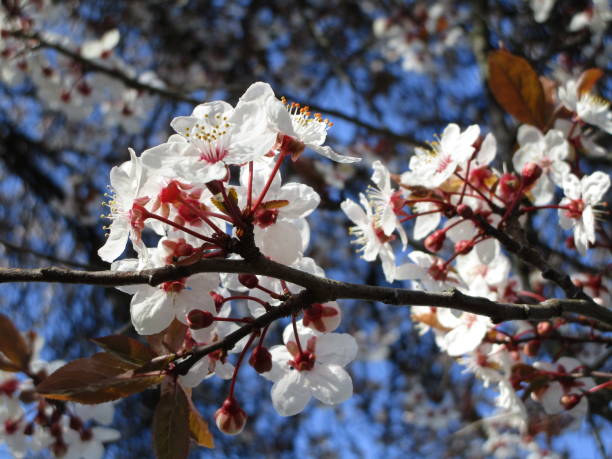 istock Bright Budding and Blooming Pink White Cherry Blossoms in Canada 2020 1213945115