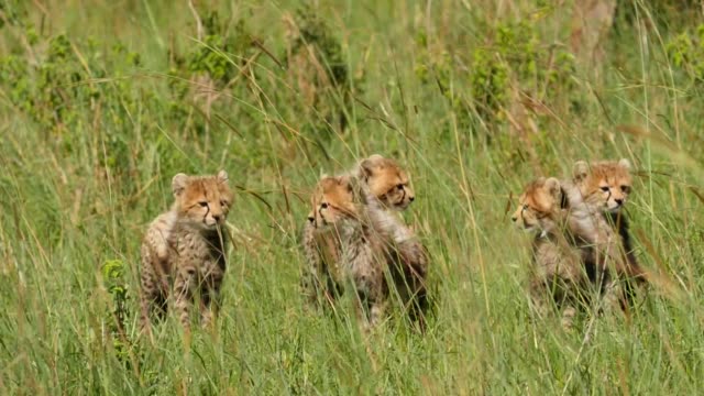 Cheetah cubs walking together