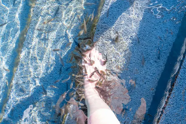 Photo of Female caucasian leg and feet in the water in thermal Lake Vouliagmeni in Athens, Greece with rufa garra fish making pedicure