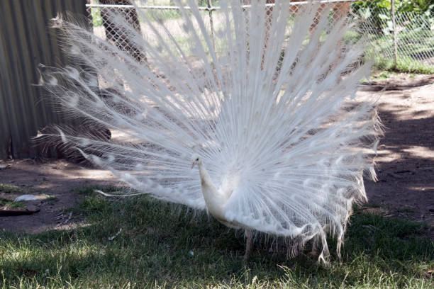istock the white peacock is displaying his fan tail 1213947836