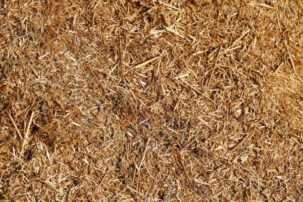 istock rotten straw and wastes, environmental pollution, 1213947897