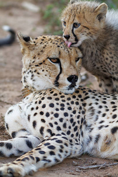 istock Cheetah mother and cub 121394852